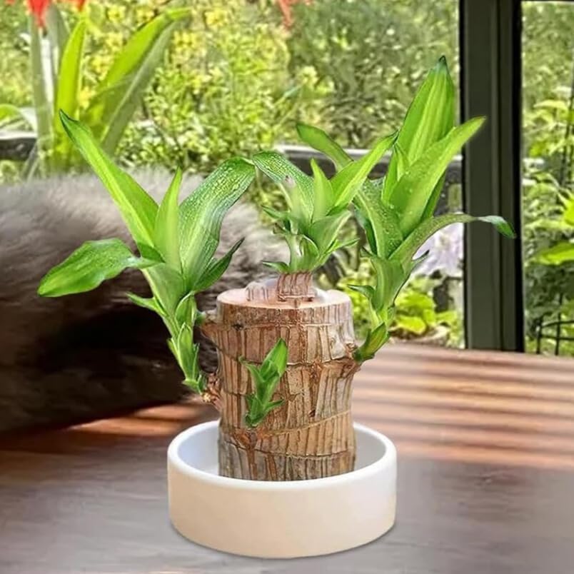 Brazilian Lucky Wood Plant – Magical Sprouting Mini Hydroponic Plant Decor with Groot Pot