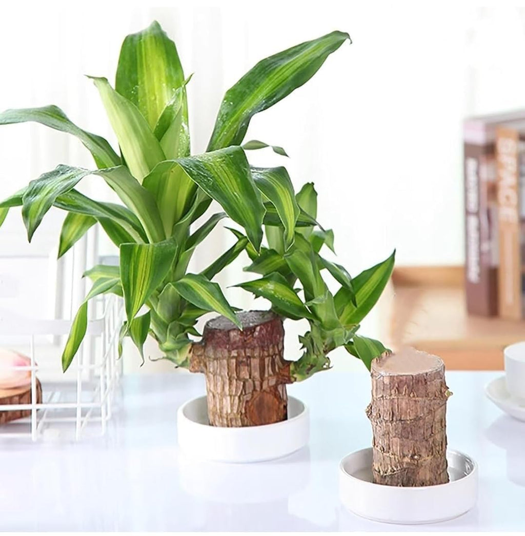 Brazilian Lucky Wood Plant – Magical Sprouting Mini Hydroponic Plant Decor with Groot Pot