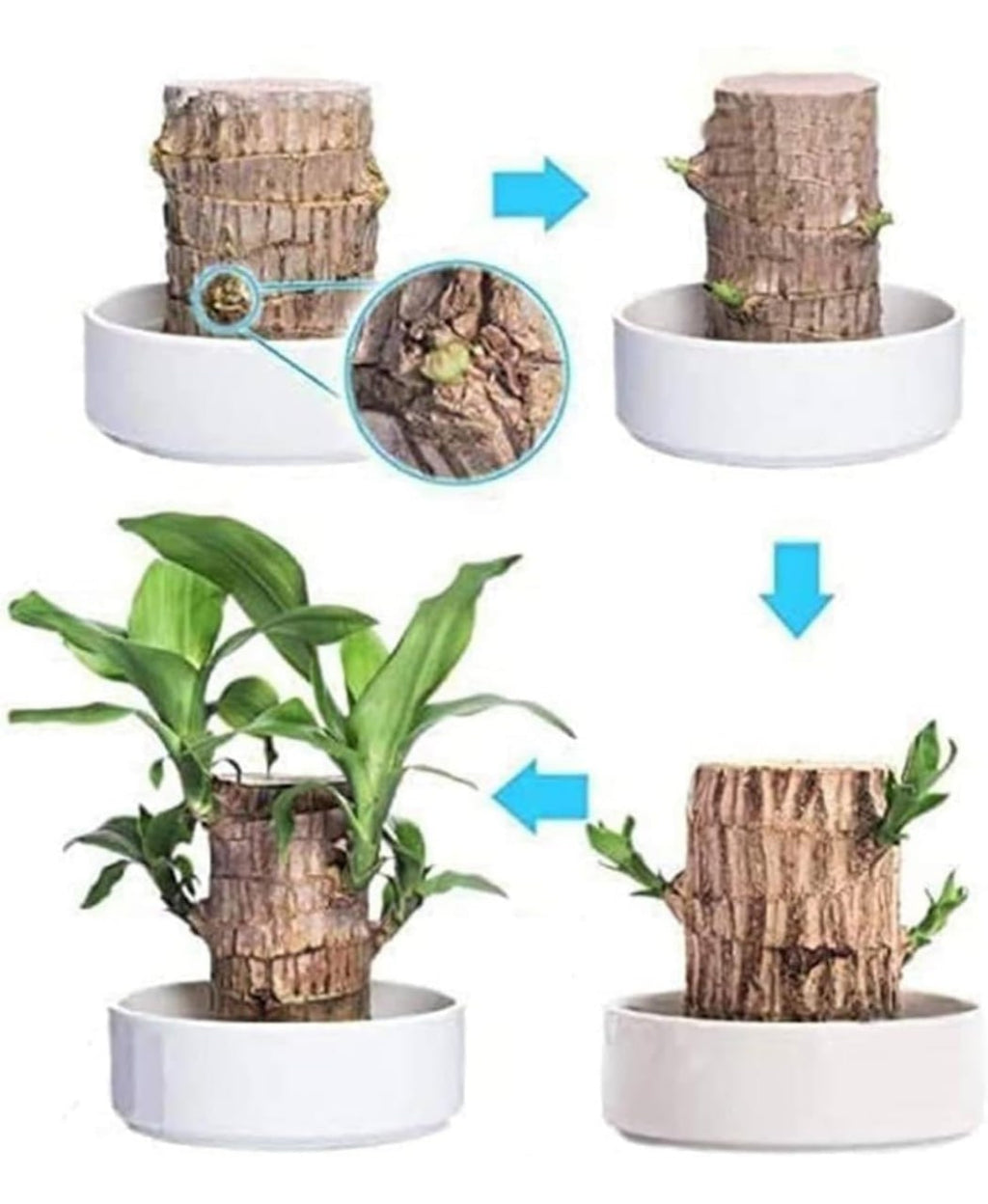 Brazilian Lucky Wood Plant – Magical Sprouting Mini Hydroponic Plant Decor with Groot Pot