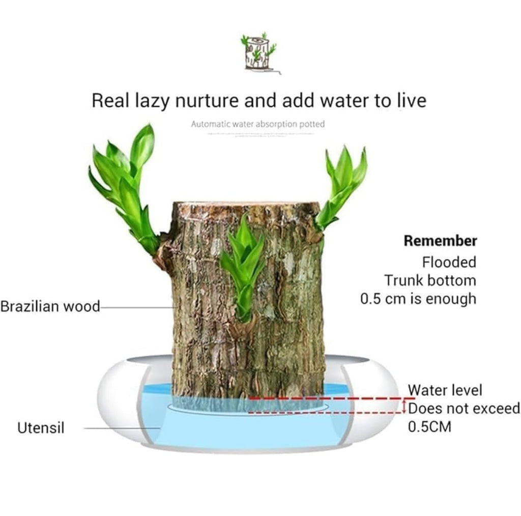 Brazilian Lucky Wood Plant – Magical Sprouting Mini Hydroponic Plant Decor with Groot Pot