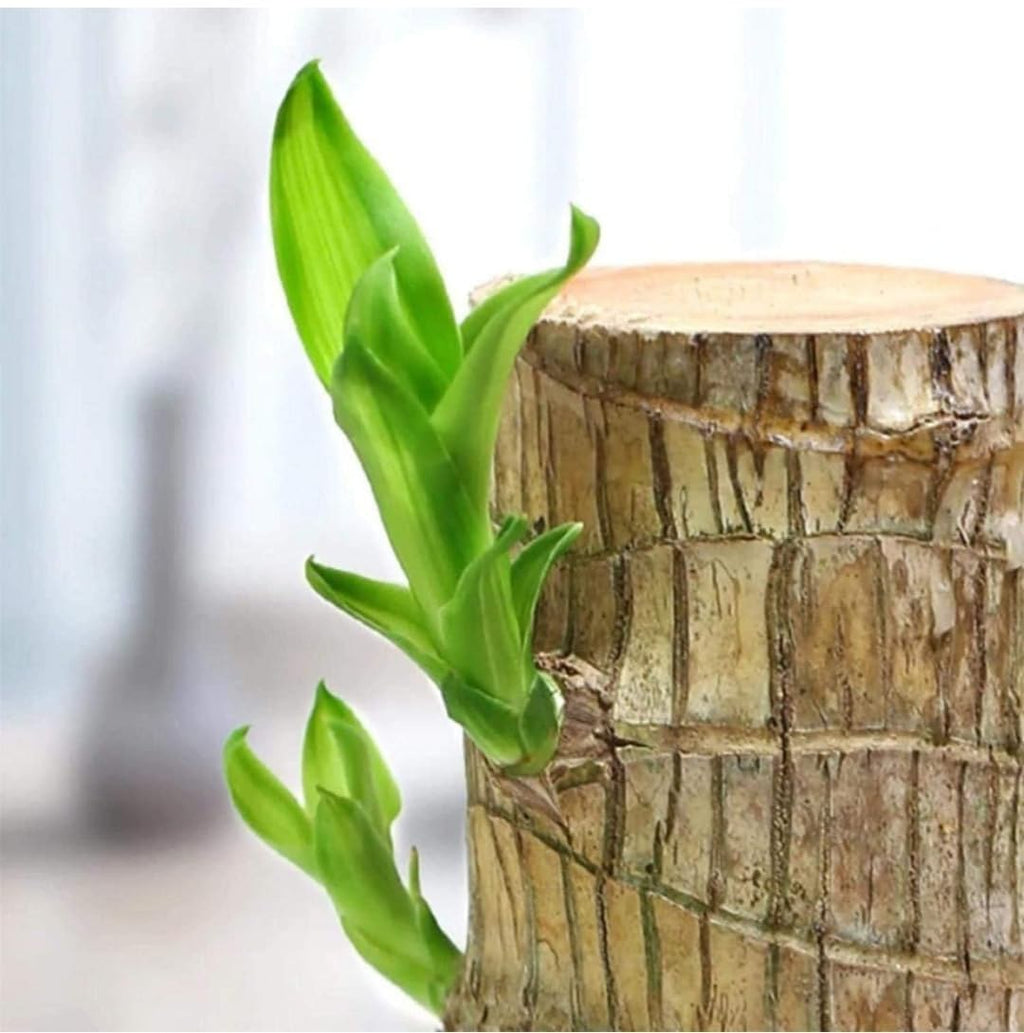 Brazilian Lucky Wood Plant – Magical Sprouting Mini Hydroponic Plant Decor with Groot Pot