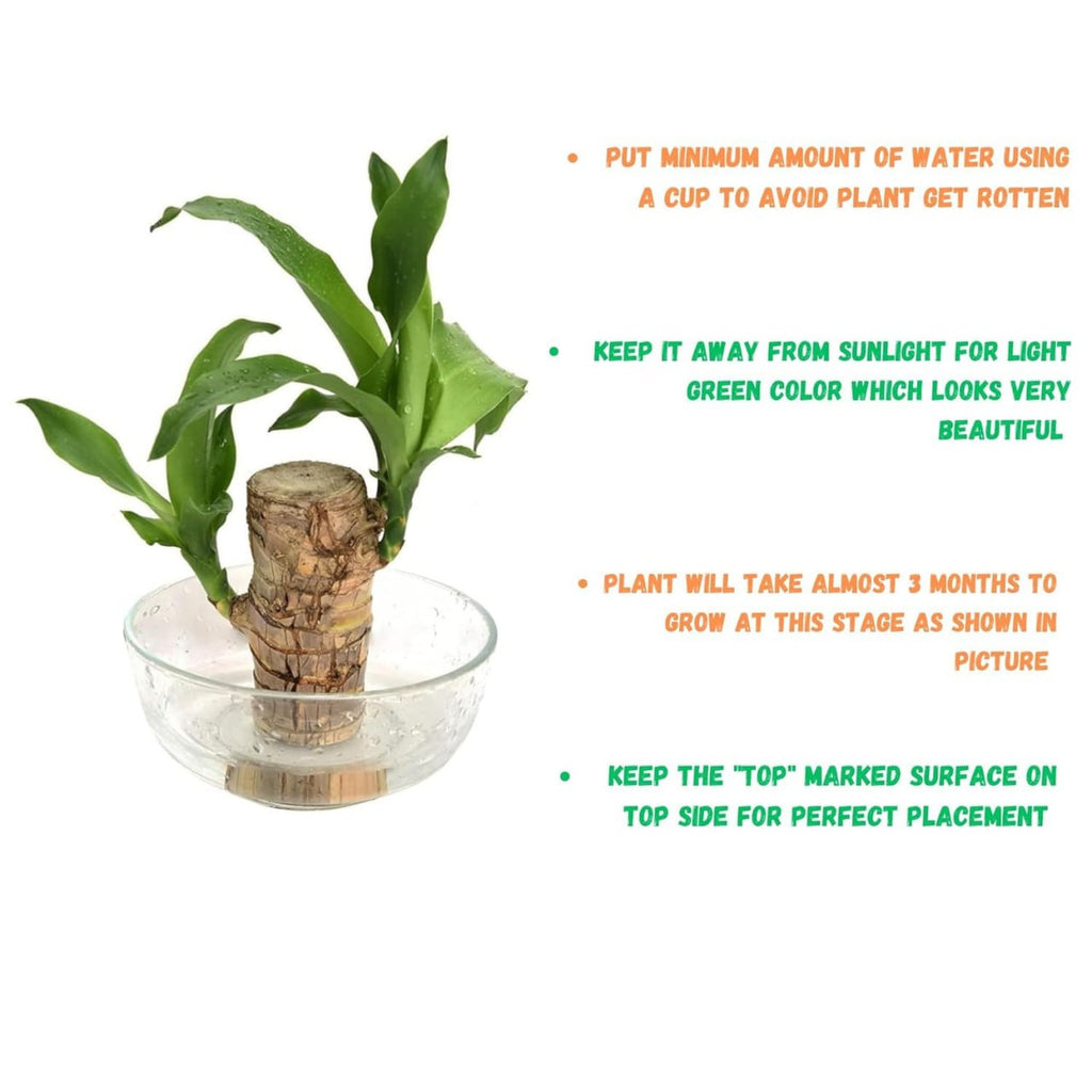 Brazilian Lucky Wood Plant – Magical Sprouting Mini Hydroponic Plant Decor with Groot Pot